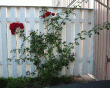 tn_gallery_12269_1069_83574.gif