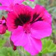 tn_gallery_1786_950_71425.jpg