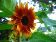 tn_gallery_4113_49_19287.jpg