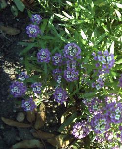 gallery_4113_1078_13144.jpg