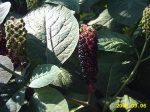 gallery_4113_1078_13146.jpg