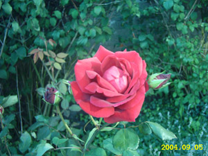 gallery_4113_1078_33673.jpg