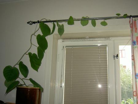 gallery_1251_260_59250.jpg