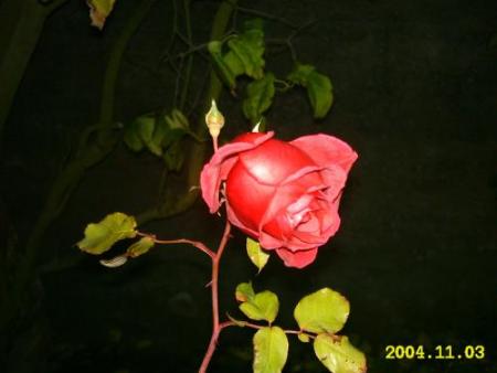 gallery_4113_1078_6506.jpg