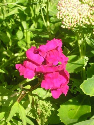 gallery_5006_958_16411.jpg