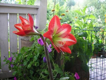 gallery_5006_958_6804.jpg
