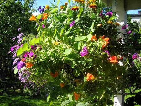 gallery_5006_958_9618.jpg