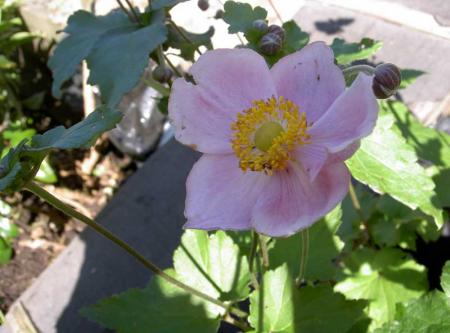 gallery_834_1080_24673.jpg