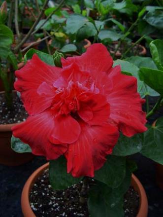 gallery_8537_782_24751.jpg