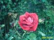 tn_gallery_4113_1078_33673.jpg
