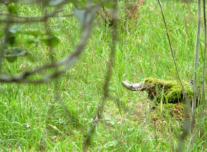 gallery_365_1083_52320.jpg