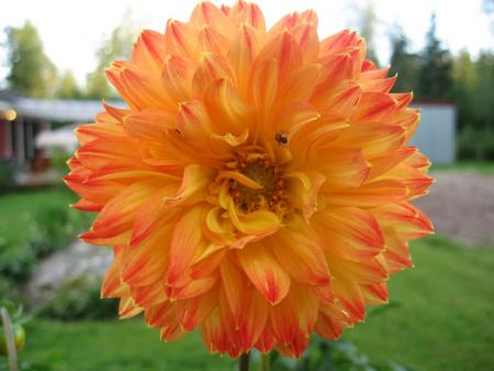gallery_10333_596_85527.jpg