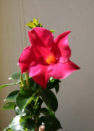 gallery_8537_782_56837.jpg