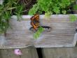 tn_gallery_5307_18_100669.jpg
