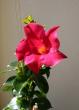 tn_gallery_8537_782_56837.jpg