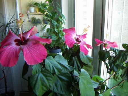gallery_11607_859_1463.jpg