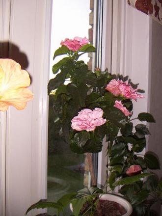 gallery_11607_859_4483.jpg
