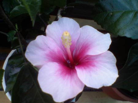 gallery_10973_646_133657.jpg