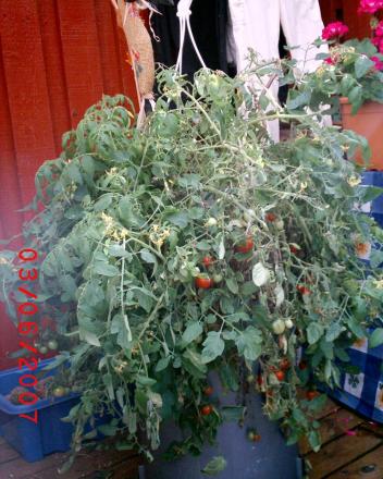 gallery_12349_1090_292508.jpg
