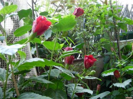 gallery_6830_1095_20270.jpg