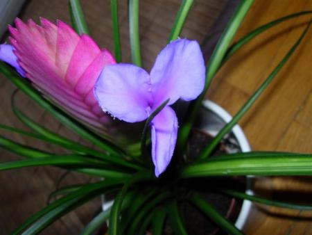 gallery_6830_1095_35196.jpg