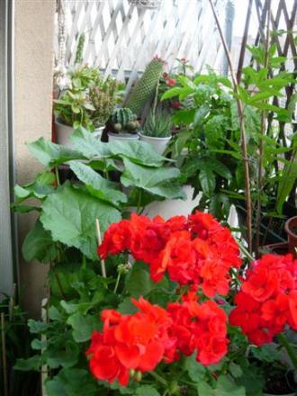 gallery_6830_1095_37818.jpg
