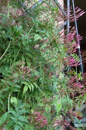 gallery_6830_1095_50626.jpg