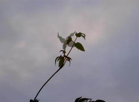 gallery_834_1080_13057.jpg