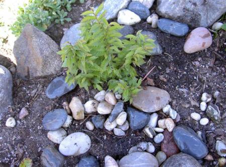 gallery_834_1080_57052.jpg