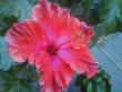 tn_gallery_10973_646_7602.jpg