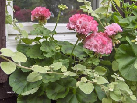 gallery_4247_1097_137000.jpg