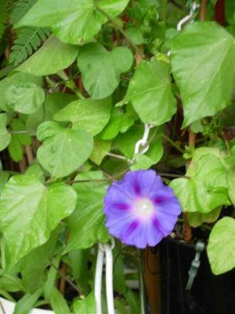 gallery_6830_1095_13996.jpg
