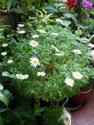 gallery_6830_1095_20620.jpg