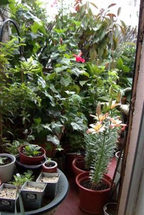gallery_6830_1095_31390.jpg