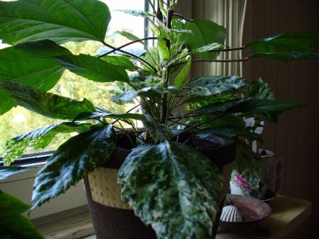 gallery_10231_831_78060.jpg