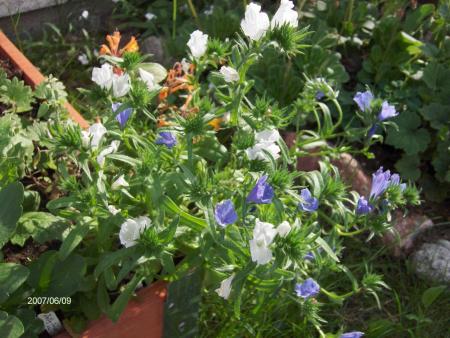 gallery_6249_1098_200311.jpg
