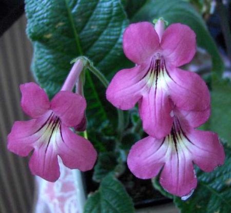gallery_6249_1100_22106.jpg