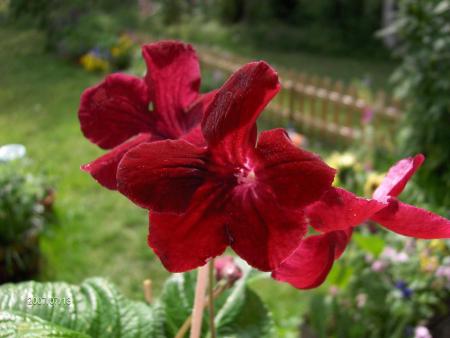 gallery_6249_1100_65033.jpg
