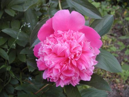 gallery_9464_27_234900.jpg