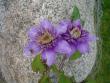 tn_gallery_9983_440_81762.jpg