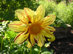 gallery_889_1108_36128.jpg