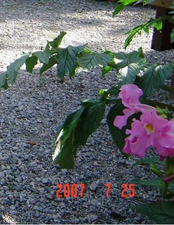 gallery_12071_1109_10413.jpg