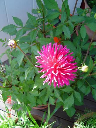 gallery_12071_1109_68127.jpg