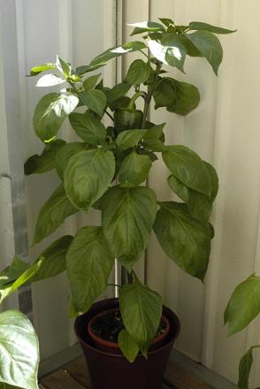 gallery_12394_15_71860.jpg