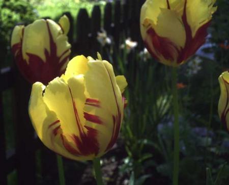 gallery_6249_1103_17108.jpg