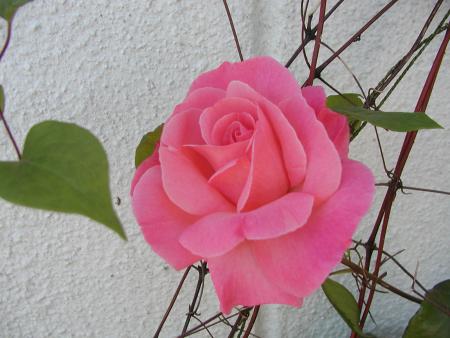gallery_9464_27_120592.jpg