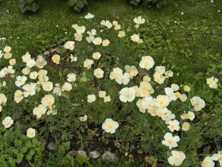 gallery_9464_27_80465.jpg