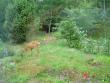 tn_gallery_12071_1109_84916.jpg