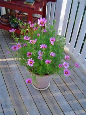 gallery_12071_1109_41747.jpg