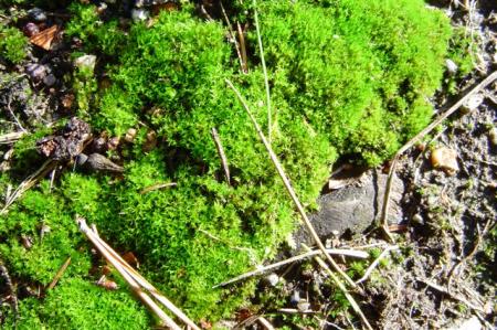 gallery_12071_1109_46146.jpg